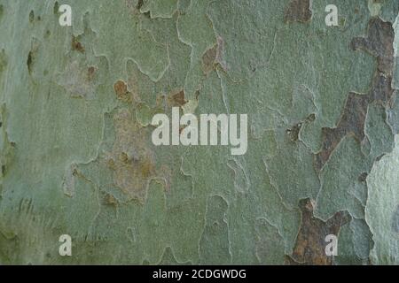 Nahaufnahme der schuppenden Rinde des Platanen Baumes der Gattung Platanus. Der Baum ist typisch für die Region Nordamerika, Osteuropa und Asien. Stockfoto