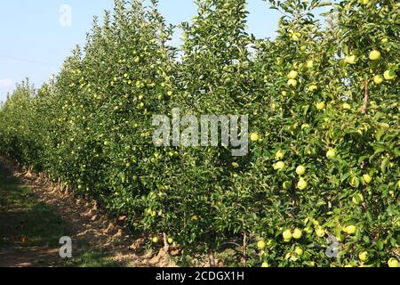 Anbau von gelben Äpfeln in der italienischen Landschaft, Emilia-Romagna Stockfoto