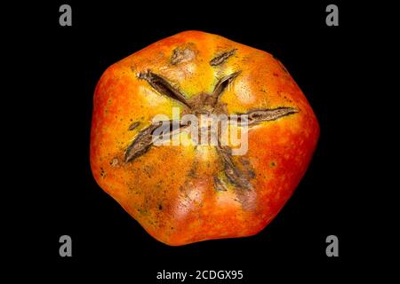 Geknackte Tomaten aufgrund von Regen nach Trockenheit. Gärtnerproblematik Konzept. Stockfoto