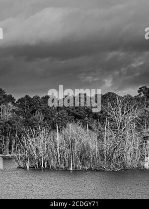 The Woodlands TX USA - 01-20-2020 - Winter Woods by See in B & W Stockfoto