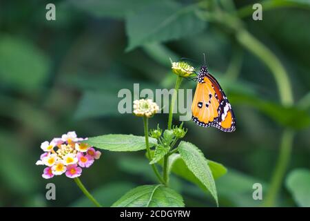 Schlichter Tiger sitzt auf einer Blüte Stockfoto