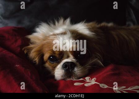 Ein King Charles Cavalier Hund auf einem Kissen entspannen Stockfoto
