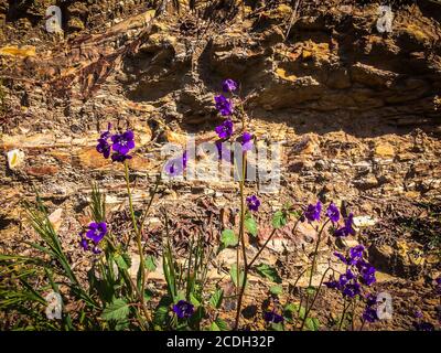 Desert Bluebells aus nächster Nähe im Malibu Creek State Park Die Santa Monica Mountains im Frühjahr 2019 Stockfoto