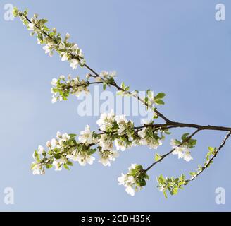Zweig der Apfelbaum mit vielen Blumen in blauer Himmel Stockfoto