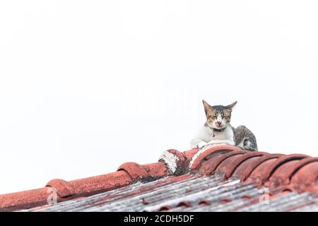Eine Katze schläft auf dem Ziegeldach. Stockfoto