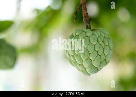 Frischer Pudding Apfel, Zucker Apfel Hintergrund und Textur. Annona wächst auf einem Baum. Stockfoto