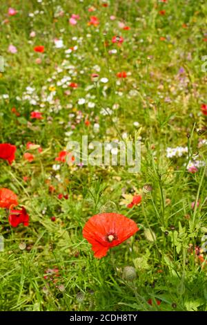 Roter Mohn und andere wilde Blumen auf einem Feld. Keine Personen. Speicherplatz kopieren. Stockfoto