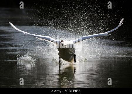 Höckerschwan Landung im Wasser Stockfoto