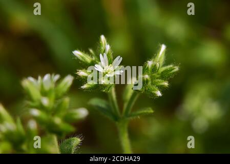 Cerastium fontanum weiße Blume aus nächster Nähe Stockfoto