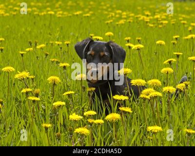 Der kleine Hund sitzt zwischen Blumen Stockfoto