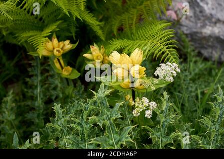Gentiana punctata gepunktete gelbe Blüten Stockfoto