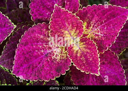 Nahaufnahme von Coleus-Blättern (gemalte Brennnessel, Flammennessel) Stockfoto