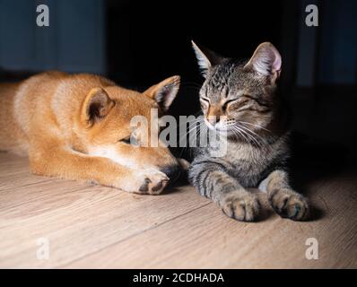 Zwei Freunde shiba inu Welpe und tabby Katze Stockfoto