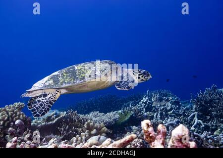 Schildkröte Stockfoto