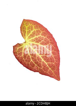 Ein einziges Epimedium Blatt mit orangen und roten Herbstfarben Vor einem klaren weißen Hintergrund Stockfoto