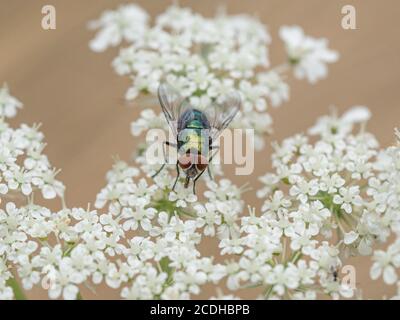 Eine Nahaufnahme einer grünen Flaschenfliege - Lucilia sericata füttert am Blütenkopf einer wilden Karotte - Daucus carota Stockfoto