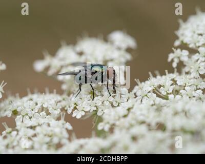 Eine Nahaufnahme einer grünen Flaschenfliege - Lucilia sericata füttert am Blütenkopf einer wilden Karotte - Daucus carota Stockfoto