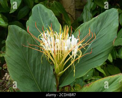 Der weiße Rasierpinsel wie Blütenkopf von Hedychium ellipticum (Steinlilie) Stockfoto