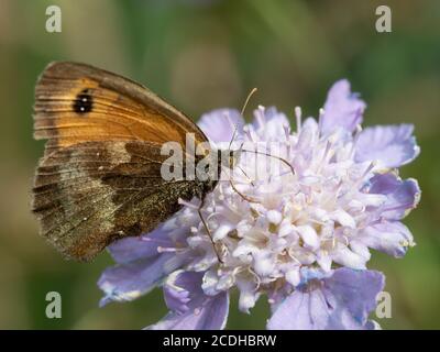 Ein brauner Schmetterling (Maniola jurtina) Fütterung auf einer pulverblauen Scabiosa graminifolia Blume mit ihren Flügel gefaltet Stockfoto