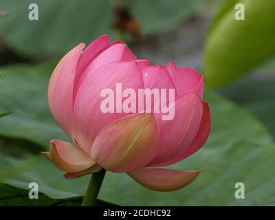 Pink lotus Stockfoto