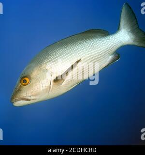 Tropischer Fisch Twinspot Snapper Stockfoto