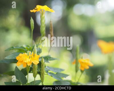 Gelbe Blume Aphelandra crossandra, Acanthaceae Familie blüht im Garten auf verschwommenem Natur Hintergrund Stockfoto