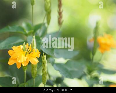 Gelbe Blume Aphelandra crossandra, Acanthaceae Familie blüht im Garten auf verschwommenem Natur Hintergrund Stockfoto