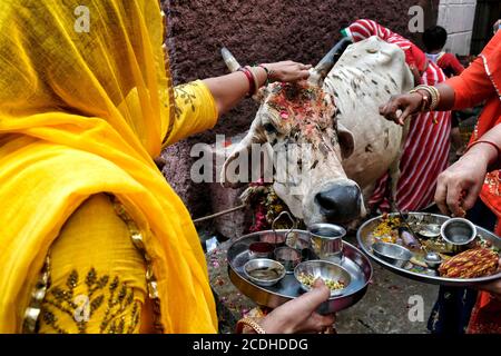 Jodhpur, Indien - August 2020: Frauen, die eine Opfergabe an eine Kuh in der Stadt Jodhpur im Bundesstaat Rajasthan am 16. August 2020 in Indien. Stockfoto