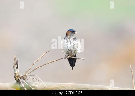 Swallow Bird sitzt auf EINEM toten Baum und wartet Für Die Insekten Stockfoto