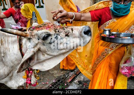 Jodhpur, Indien - August 2020: Frauen, die eine Opfergabe an eine Kuh in der Stadt Jodhpur im Bundesstaat Rajasthan am 16. August 2020 in Indien. Stockfoto