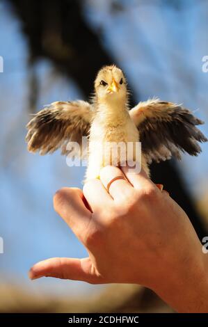 Junge Küken in der Hand. Männliche Hand hält kleine gelbe Huhn. Kleine Küken. Küken niedlich Stockfoto