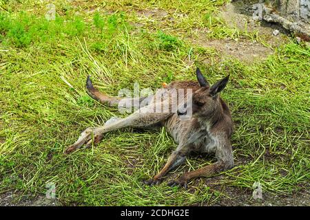 Ein großes rotes Känguru ruht an einem heißen Sommertag im Schatten unter einem Baum. Stockfoto