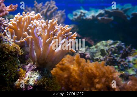 Unterwasserwelt. Korallenriff, Fisch. Stockfoto