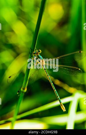 Libelle steht auf dem Ast.Nahaufnahme. Makro Stockfoto