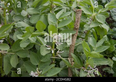 Ernte von selbst angebauten Bio-Saubohnen 'Witkiem Manita' Pflanzen (Vicia faba) wächst auf einer Zuteilung in einem Gemüsegarten in Rural Devon, England, Großbritannien Stockfoto