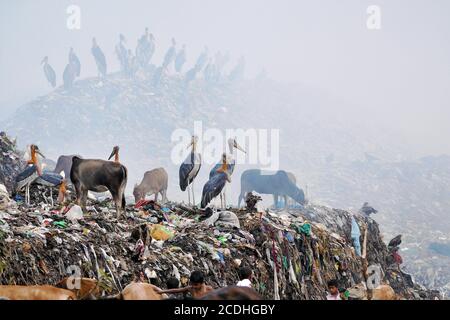 Größere Adjutant-Störche, Schwarze Drachen Und Rinderreiher Ernähren Sich Auf Dem Dump Yard Stockfoto