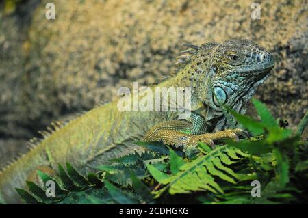 Foto einer Leguan-Eidechse, die in einem Terrarium in Nahaufnahme im Profil sitzt, Foto-Portrait eines Tieres, einer großen pflanzenfressenden Eidechse der Leguan-Familie Stockfoto