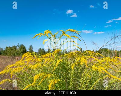 Blühende gelbe Wildblumen am blauen Himmel. Blühende Blumen. Klarer Sommertag. Wolkiger Horizont. Natürliche Landschaft. Hintergrundbild Ort für te Stockfoto