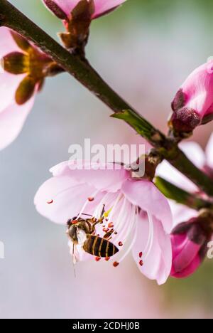 Close-up Pfirsichblüten vor dem unscharfen Hintergrund. Stockfoto