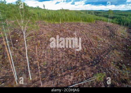 Luftaufnahme des finnischen klaren Schnittgebietes am Hang im Sommer, Finnland Stockfoto