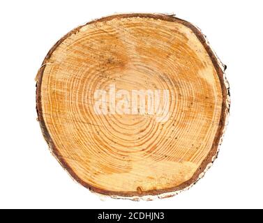 Querschnitt der Baumstamm Stockfoto