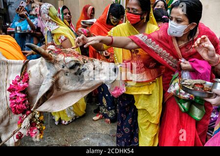 Jodhpur, Indien - August 2020: Frauen, die eine Opfergabe an eine Kuh in der Stadt Jodhpur im Bundesstaat Rajasthan am 16. August 2020 in Indien. Stockfoto