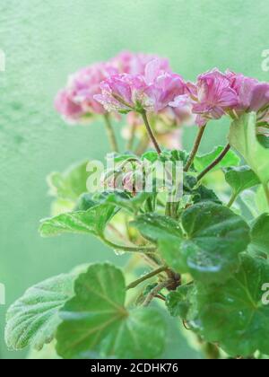 Mini Garten Geranie Blumen im Topf. Pelargonium. Bokeh-Hintergrund. Selektiver Fokus Stockfoto