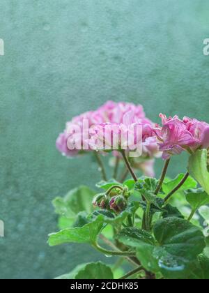 Mini Garten Geranie Blumen im Topf. Pelargonium. Bokeh-Hintergrund. Selektiver Fokus Stockfoto