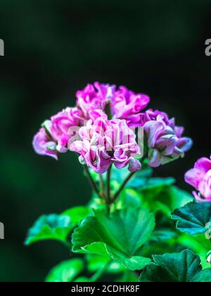 Mini Garten Geranie Blumen im Topf. Pelargonium. Bokeh-Hintergrund. Selektiver Fokus Stockfoto