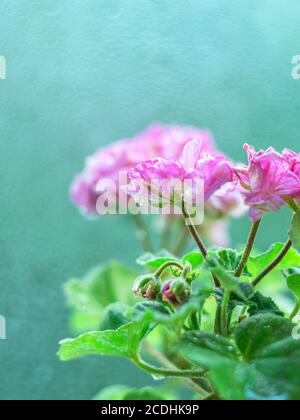 Mini Garten Geranie Blumen im Topf. Pelargonium. Bokeh-Hintergrund. Selektiver Fokus Stockfoto