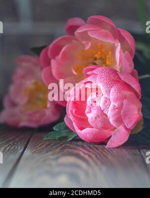 Schöne rosa Pfingstrose Blume in der Sonne. Makrofoto mit Softfokus. Stockfoto