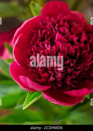Nahaufnahme der Pfingstrose mit Regentropfen, dunkelrote Blume. Makrofoto. Kann für Grußkarten verwendet werden. Stockfoto