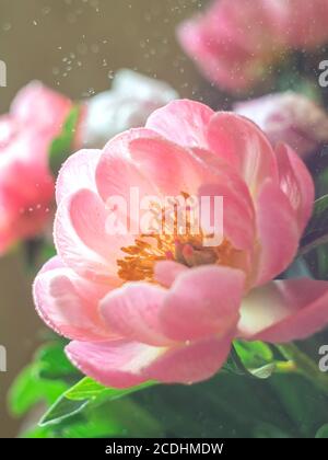 Schöne rosa Pfingstrose Blume in der Sonne. Makrofoto mit Softfokus. Stockfoto