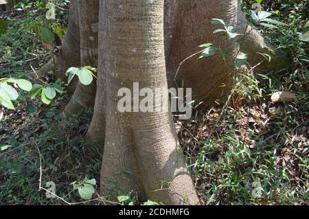 Großer Baum mitten im Wald. Weitwinkelansicht Stockfoto
